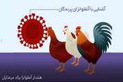 هشدار آنفلوانزا برای مرغداران